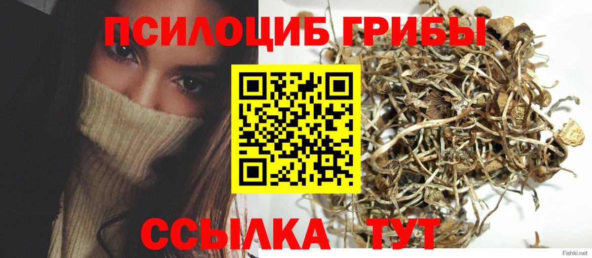 Псилоцибиновые грибы Cubensis Лысьва